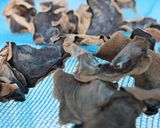 キクラゲ・もやしのスープ。作り方4写真