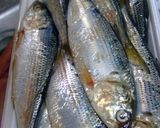 小肌酢醤油漬作り方1写真