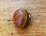 簡単、栗の皮むき作り方3写真