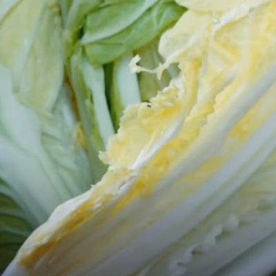 酸菜（10個）自然発酵です 置くだけ簡単！自然発酵の酸菜（白菜漬物） by おうちで中華