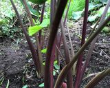 芋茎(ズイキ)(八頭の茎)の甘酢煮作り方5写真