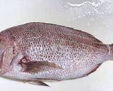 鯛の松皮造り〜すりゴマカルパッチョ〜作り方1写真