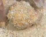 紫ずきんのコロッケ【食遺産】作り方7写真