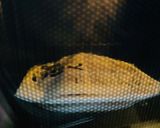 レンチンだけの【チーズ・タッカルビ丼】作り方3写真