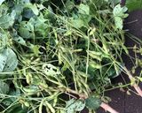 茹で枝豆作り方1写真