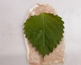 おつまみに！大葉とチーズの生ハム巻き作り方1写真