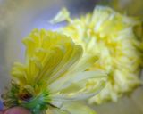 菊花丼作り方2写真