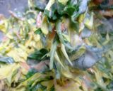 菊花丼作り方15写真