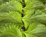 ご飯がすすむ大葉青唐漬け作り方1写真