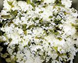 ゴマ油香る！我が家のわかめご飯！作り方4写真