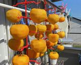 渋柿と甘柿で干し柿作り方3写真