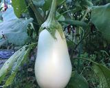 もちトロッと♬白茄子のにんにくステーキ作り方6写真