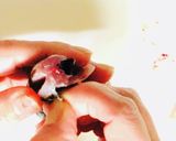【小アジ】やってみたくなる簡単捌き作り方6写真