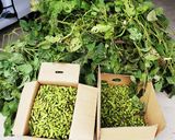 丹波黒豆 美味しい枝豆の茹で方作り方6写真