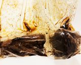 ご馳走！ローストビーフ作り方3写真