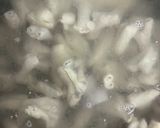 圧力鍋で☆もつ煮☆彡作り方1写真