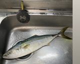 寒ブリのしゃぶしゃぶ☆作り方5写真