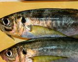 釣ってきた魚で鯵フライ作り方1写真