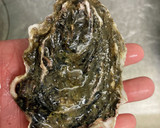 殻付き牡蠣の白ワイン蒸し作り方1写真