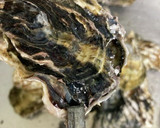 殻付き牡蠣の白ワイン蒸し作り方5写真