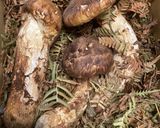 松茸ごはん作り方1写真