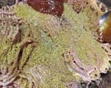 あふれる肉汁！和風おろしハンバーグ作り方3写真