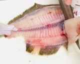 【ヒラメ】5枚おろし捌いてみた作り方8写真