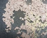本場の味。四川マーボー春雨【螞蟻上樹】作り方6写真