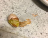 これは便利！銀杏の薄皮を剥く方法作り方4写真