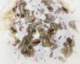 ベーコン舞茸ガーリックのトッピング温豆腐作り方3写真