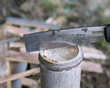 極上！ベニカミキリ幼虫の捕り方・食べ方作り方4写真