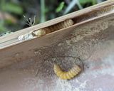 極上！ベニカミキリ幼虫の捕り方・食べ方作り方5写真