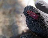 極上！ベニカミキリ幼虫の捕り方・食べ方作り方1写真