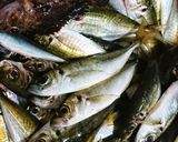 釣てたて鰺の塩焼き用に下処理。作り方1写真