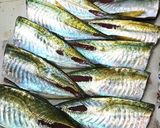 釣てたて鰺の塩焼き用に下処理。作り方4写真