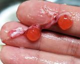 いくらの醤油漬け作り方16写真