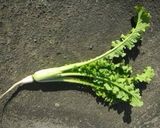 【大崎市】小瀬菜大根の卵焼き【伝統野菜】作り方5写真