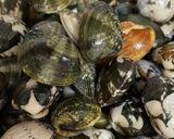 あさりの酒蒸し(しょうゆバター)作り方2写真