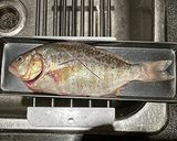 白身魚の中華風簡単姿蒸し(釣ったら蒸す)作り方1写真