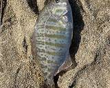 白身魚の中華風簡単姿蒸し（釣ったら蒸す）作り方12写真