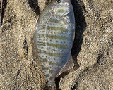 白身魚の中華風簡単姿蒸し（釣ったら蒸す）作り方12写真