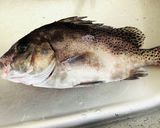 【コショウダイ】バルサミコ酢でムニエル作り方1写真
