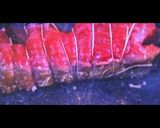 兄貴のローストビーフ作り方2写真