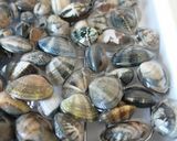 定番の【あさりのお味噌汁】作り方1写真