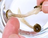 乾燥しめじとしめじパウダーの作り方作り方5写真