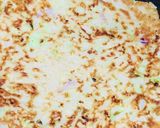 キャベツたっぷり！豚とイカのお好み焼き作り方4写真