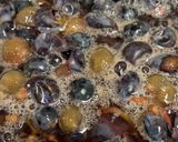 山ブドウの天然酵母作り方7写真