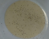 餃子の皮でソーセージ巻き作り方1写真