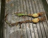 失敗しないニンニクスプラウトの素揚げ作り方9写真
