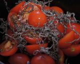 ミニトマトと塩昆布のすし酢漬け作り方2写真